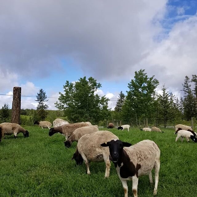 Spring grazing #sheep #springtime #greengrass #dorpersheep #dorper