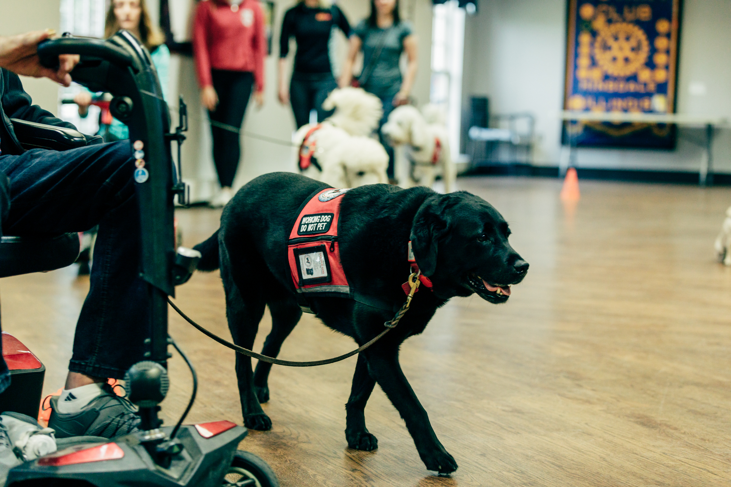 4 paws service dogs