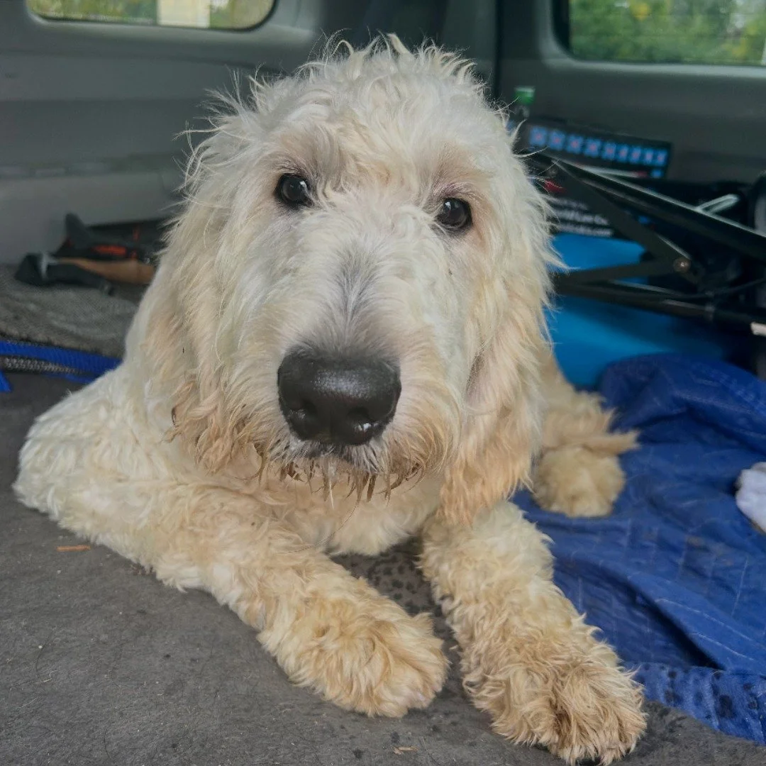 Say hi to our newest service dog in training! 👋
Sunshine, or Sunny for short ☀️, is a sweet Goldendoodle. He was born on April 25, and is very excited to start his new adventure with the other service dogs in training in the Helping Paws Prison Prog