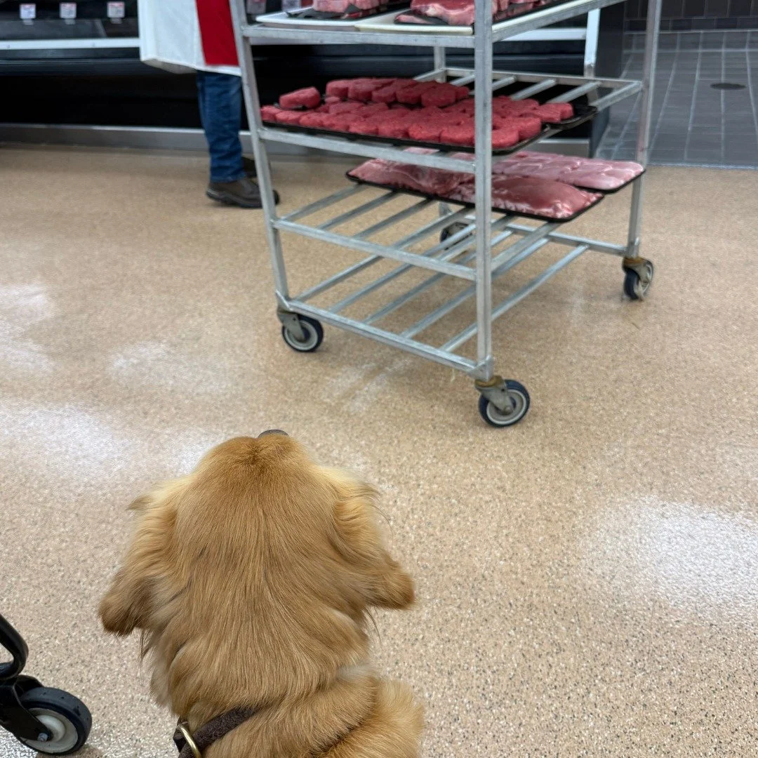 &quot;Oh, I can just buy a vest for my dog! He's good enough to be a service dog.&quot;

Please don't, you just make it that much harder for the people that have a legit service dog.
And let's be real, how would your 'well-trained' dog handle the enc