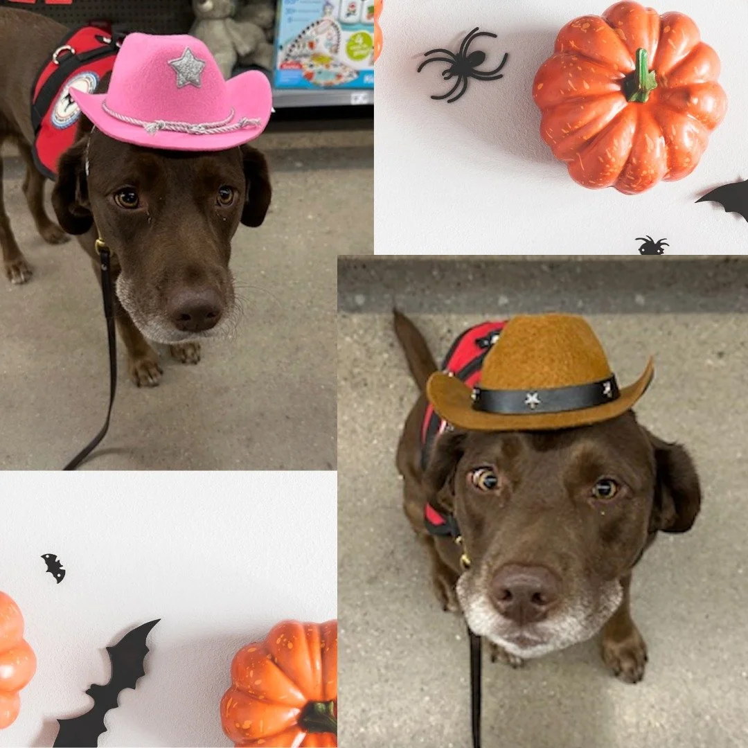 Halloween is just two days away and Hope is ready for the festivities! 
.
.
.
#midamericaservicedogs #servicedogsofig #servicedogsrock #mobilitydog