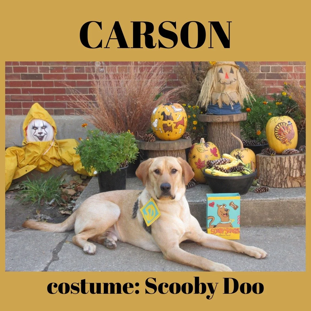 Yes, Halloween was a week ago but we're still swooning over these ghoulishly adorable photos of our service dogs in training at Logan Correctional. The Helping Paws program had a blast dressing up our pups! These guys (and gal) are working hard on le
