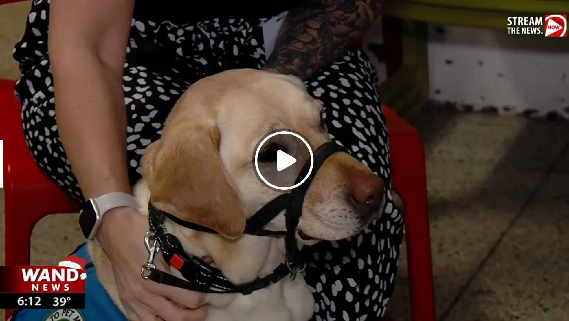 We are so humbled for the opportunity to partner with the Helping Paws Prison Program within the Logan Correctional Facility in Lincoln, Illinois. These women train our future service dogs for about 18 months and teach the dogs over 90 commands durin