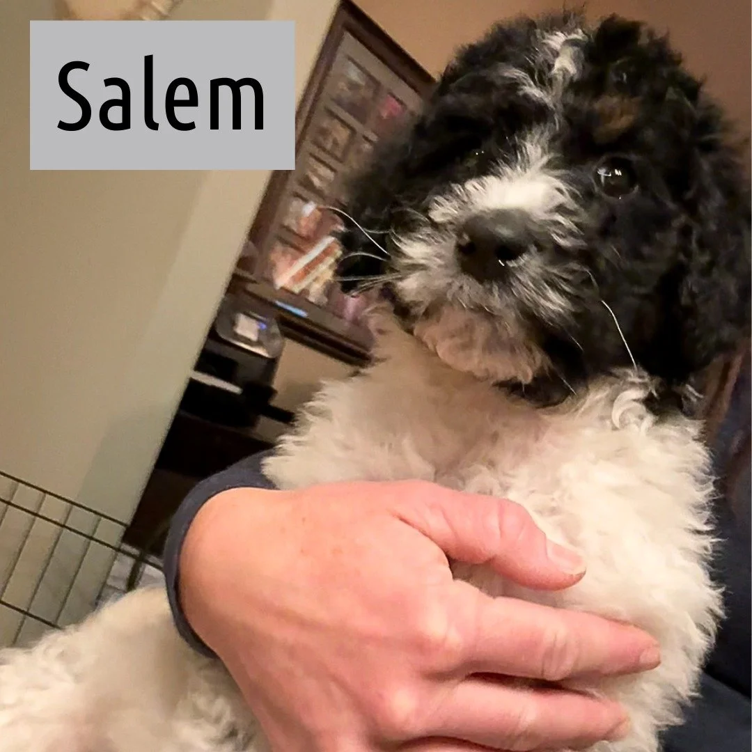 Say hi to our newest #servicedogsintraining, Salem and Willow! These adorable girls began their journey last week. They're sweet, curious and cuddly! Stay tuned for updates as they grow. 
.
.
.
#midamericaservicedogs #servicedogsintraining #bernadood