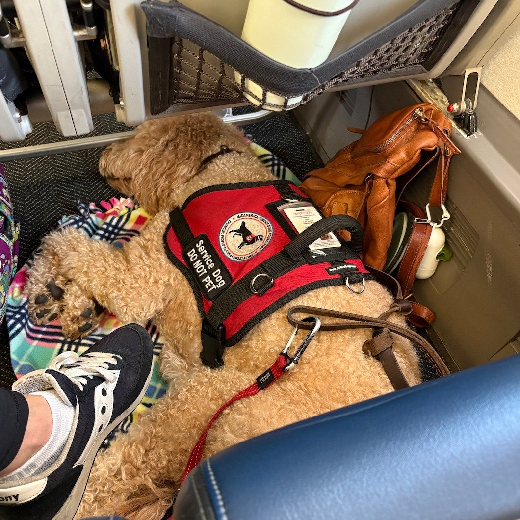A seasoned pro at flying! 
Bet she's the quietest one on the plane. 😜
.
.
.
#midamericaservicedogs #servicedogteam #mobilitydog #mybestfriendhasfourpaws #servicedogsrock #chicagoland