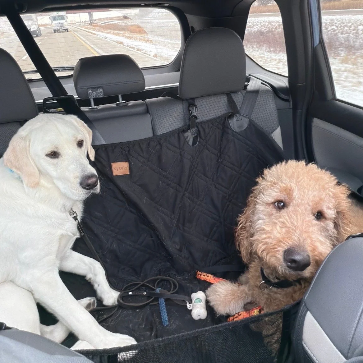 Minus our photo bomber, Winston, we have some visitors for the next week! This crazy crew (Bella, Carson, Sunny, Clancy and Leo) is enjoying a furlough and experiencing all sorts of new and different things. We're excited to assess their skills outsi