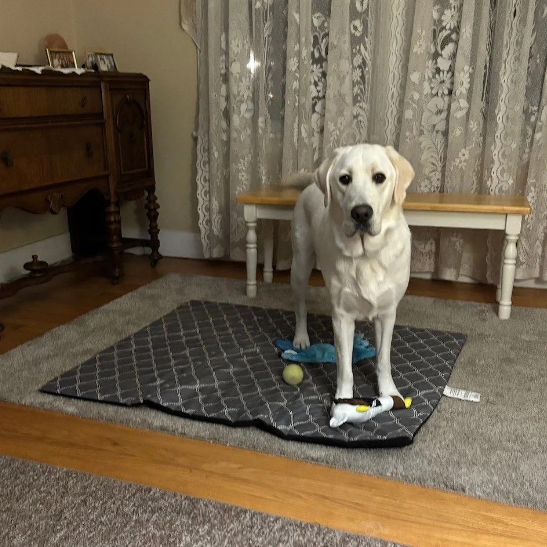 Clancy is enjoying his furlough from Helping Paws! He is getting all sorts of exposure during his 10 days out from Logan Correctional. He'll return in just a few days and continue his work as a #servicedogintraining! We can't wait to see him hone his