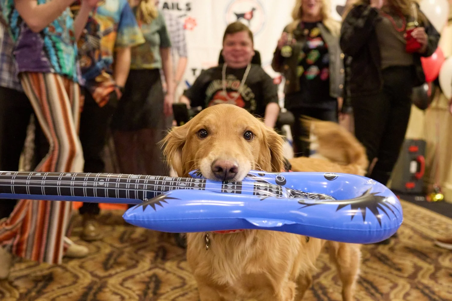 Murphy, a true rockstar in his own right!
Even when the party is loud and the guitars are inflatable, a service dog stays focused on what matters most, supporting their person. Service dogs may look cute (and they are!), but they&rsquo;re highly trai