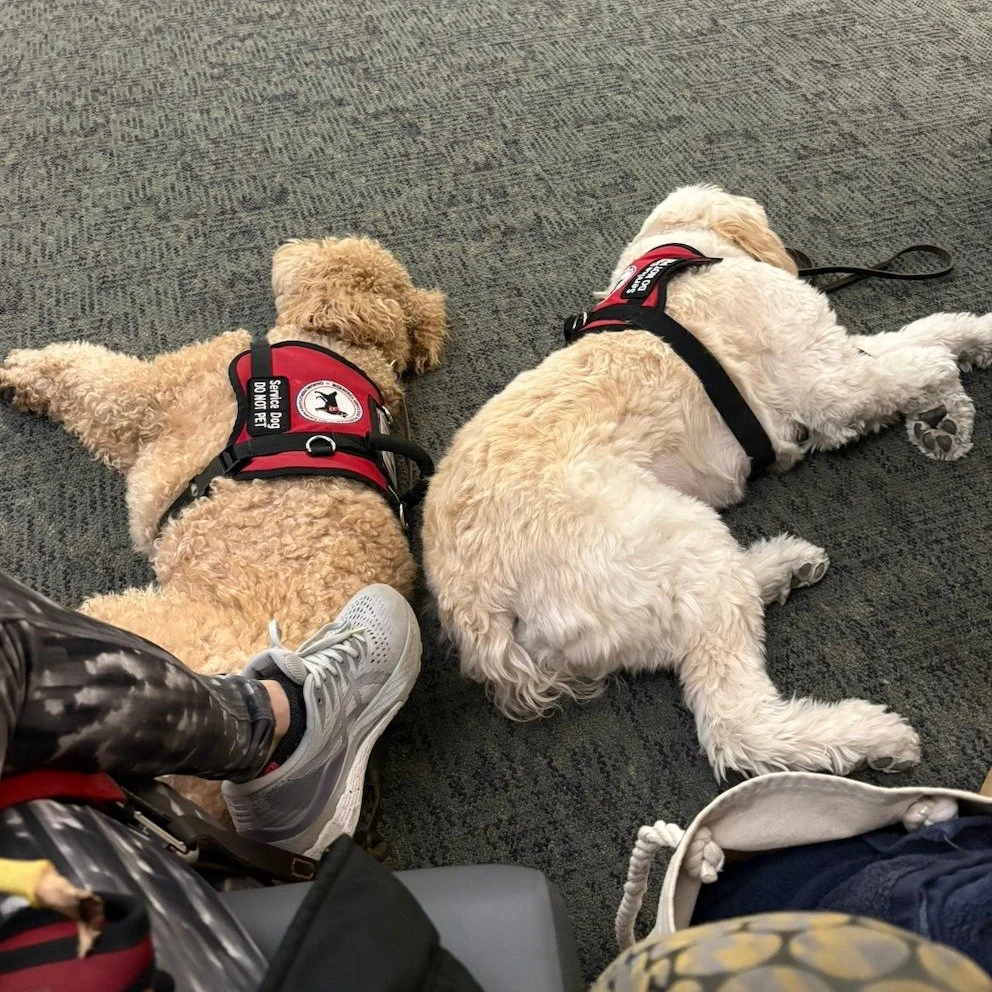 Snoozin' on the job? Not quite. 
Molly and Hazel look like they're napping but really, they're just following the settle command.
What's the settle command? It's used when the dog is not actively working. It's designed to let the dog lay in a calm, r