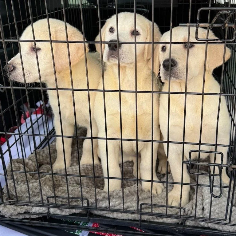New puppy alert! 🚨
Give a warm welcome to our three newest service dogs in training, Patrick, Roary and Wrigley. These male goldadors began their journey as #futureservicedogs last Friday.
.
Thank you to Chicago Lawn Sertoma, @darienlionsclub_il and