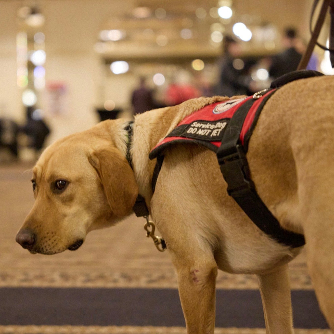 We were going to announce that, for April Fools, service dogs get unlimited pets and belly rubs by the public.
Tempting&hellip; but no. 😌
.
Because when a dog is in a vest, like this one, they&rsquo;re working.
Not &ldquo;kind of working.&rdquo; Not