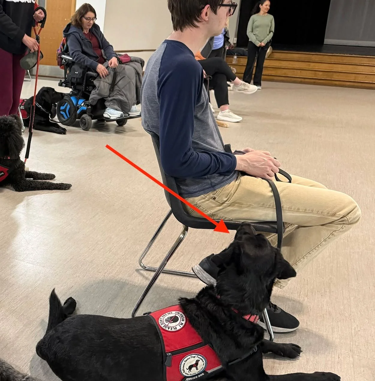 Look at that focus! Halo is ready and waiting for David's next command. 
.
.
.
#midamericaservicedogs #servicedogteam #changinglivesdaily #alwaysattheready