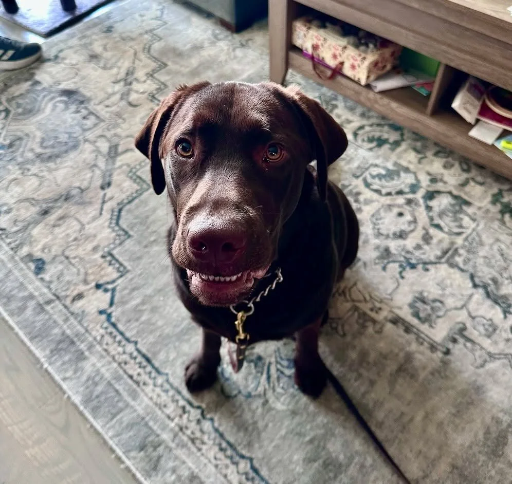 Service dog in training, Sawyer, is all smiles as he explores new experiences after graduating from the Helping Paws Prison Program. We&rsquo;re excited to watch him go on to do great things! 🐾
.
.
.
#midamericaservicedogs #tasktrained #servicedogin