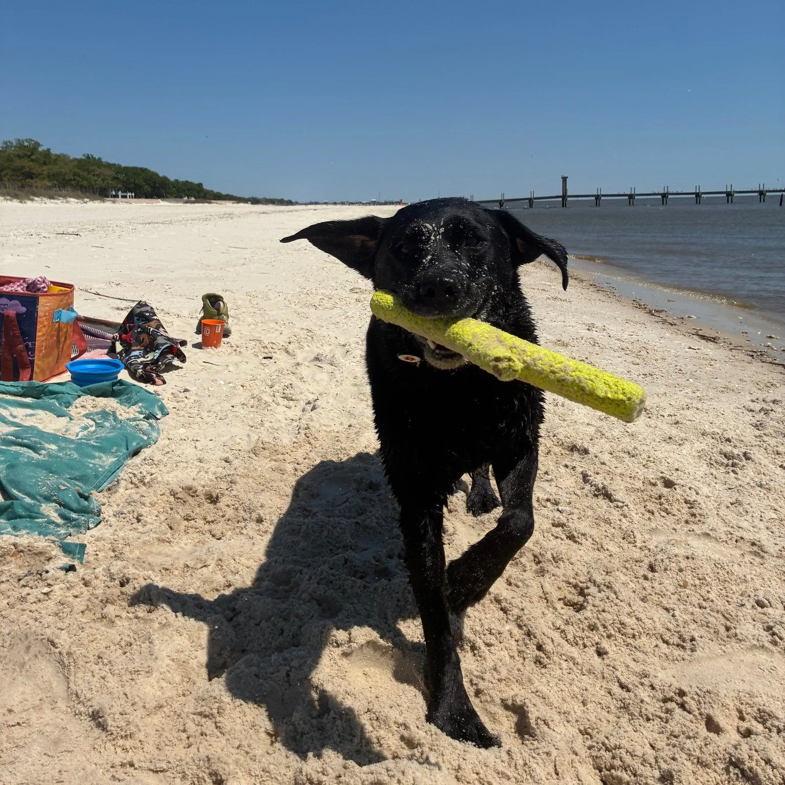 Who doesn't love the beach?? Service dog, Cami, is one happy pup with the wind in her ears and sand in her paws. Everyone deserves a break, including service dogs!
.
.
.
#midamericaservicedogs #servicedogoffduty #sunsoutpawsout #mobilitydog #tasktrai