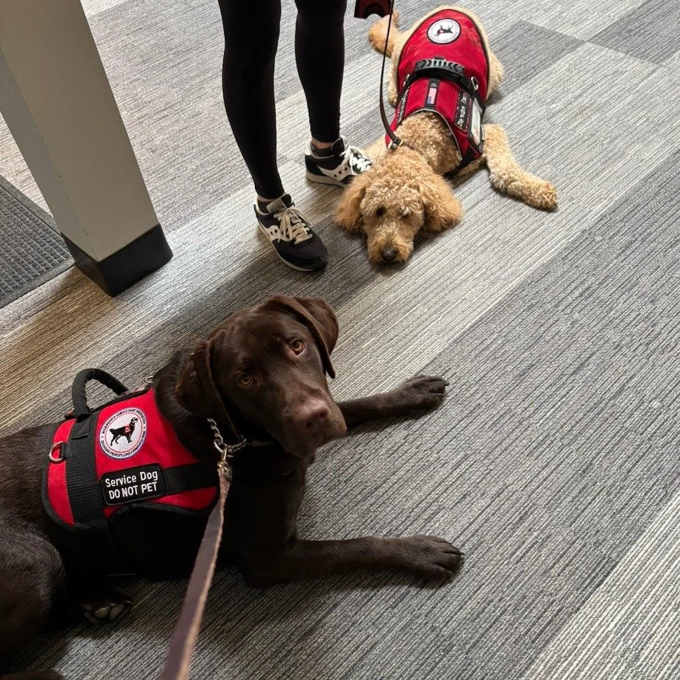 Hazel and Sawyer just hangin' out waiting for their next command.
When else would you see two dogs this close to one another  in a public setting this calm? That's what separates the real service dogs from the imposters.
.
.
.
#midamericaservicedogs 