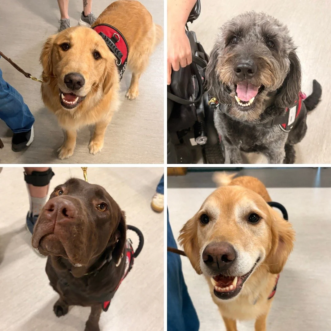 Just a few of the all-star service dogs from a recent class! These four-legged superheroes are smart, sweet and focused on making life easier for their person. 🐾
.
These talented pups can do things like:
&hearts; open doors 
&hearts; retrieve items 
