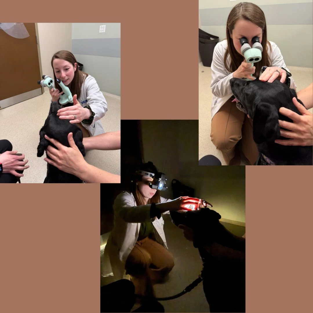 It wouldn't be May without the annual AVCO vision screening for service dogs. Thanks to this amazing organization for providing free vision exams for our working dogs! And, thanks to Bernie for being the star patient. 😉