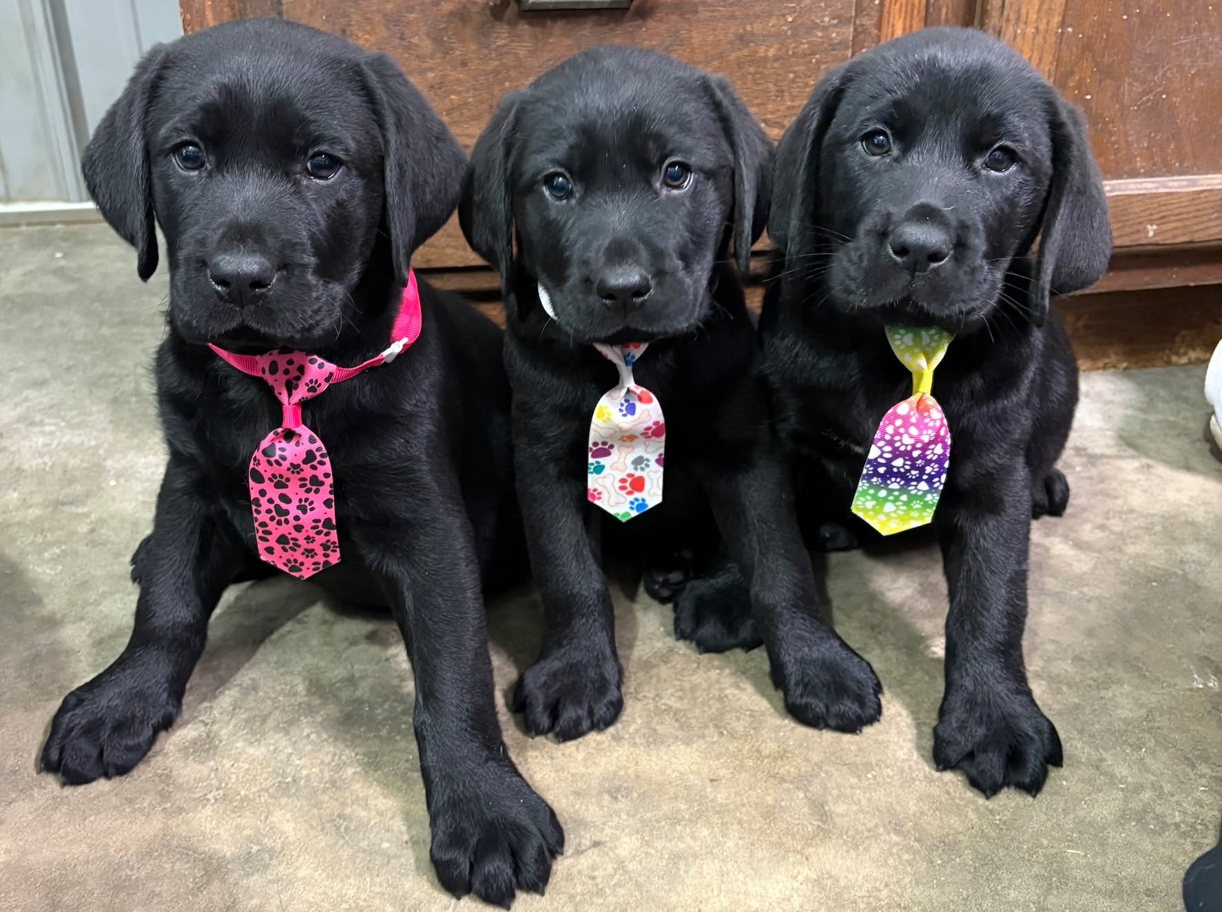 Cue the "awes!" 🐾🩵
Say hi to our three newest service dogs in training: Norman, Patrick and Rocky! 
These boys have a bright and exciting future as they embark on their training journey. 
.
.
.
#midamericaservicedogs #servicedogpuppy #ser