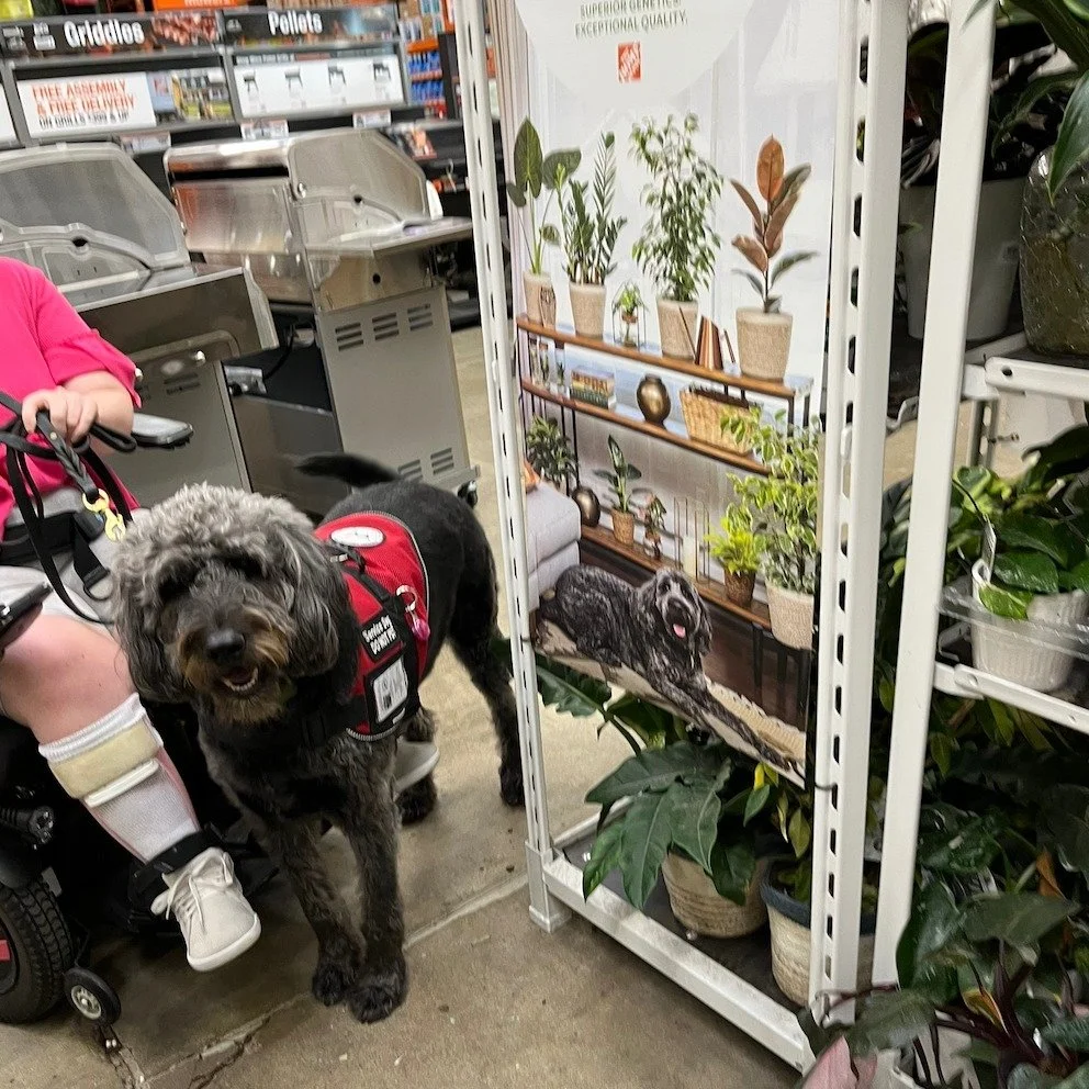 Is Lyla pulling double duty as a service dog and model for Home Depot's plant section???? 🐾😜
.
.
.
#midamericaservicedogs #doppleg&auml;nger #doodlesoftheworld #mobilitydog