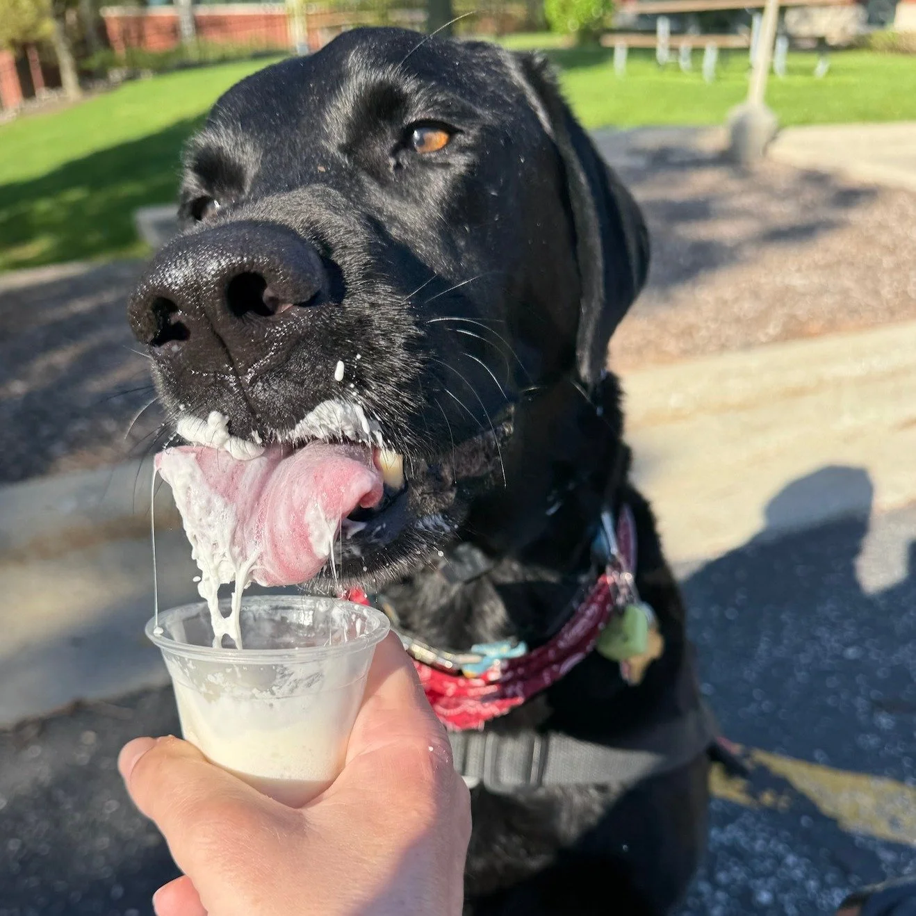 On the first official day of summer, Lincoln is popping into your feed to remind you to pawse and enjoy the sweet, sweet perks of summertime in Chicago! 🍦🐾
.
.
.
#midamericaservicedogs #officiallysummer #servicedogsofinsta #mybestfriendhaspaws #ser