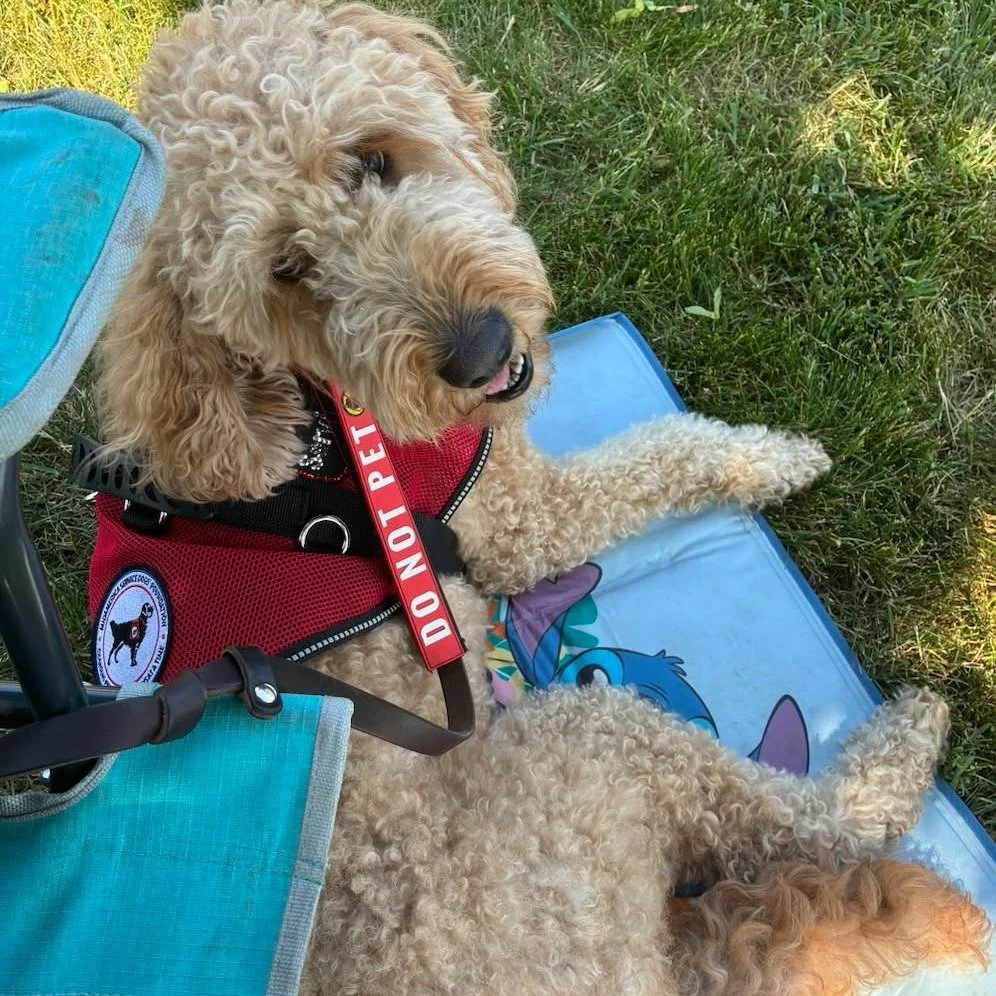 A friendly reminder as we are just a few days from the official start of summer....be mindful of your dogs in the summer heat! ☀️

Our four-legged friends wear a fur coat year round and the slightest increase in temps can make it challenging for thes