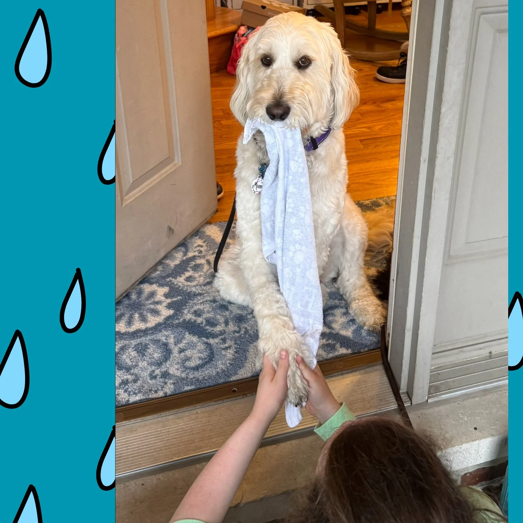 It's definitely not raining today but this is your friendly reminder to wipe your dog's paws after being outside. Missy is helping Julia make sure her paws are dry and free of mud. 🐾
Our pups step in all sorts of things while outside and it's always