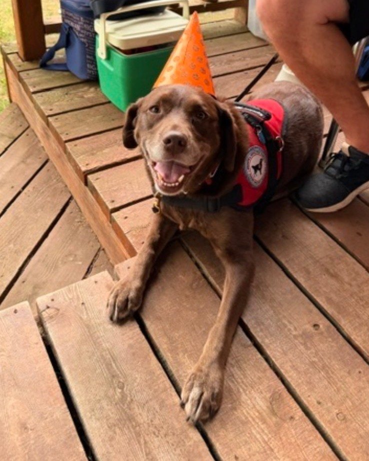 You see a cute #chocolatelabrador wearing a party hat. We see a task trained service dog that can remain calm and focused even at a party. Hope is bring freedom and independence to her handler one smile at a time.
.
.
.
#midamericaservicedogs #mobili
