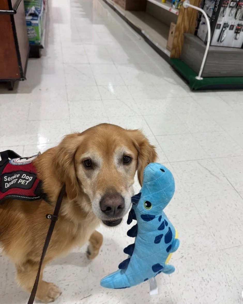 Our service dogs are trained in over 90 commands to assist their handlers with a multitude of tasks. Yes, Winston is carrying his own toy in the store. Is that a necessity for his handler? No. But it sure makes Winston happy and is the reward after r