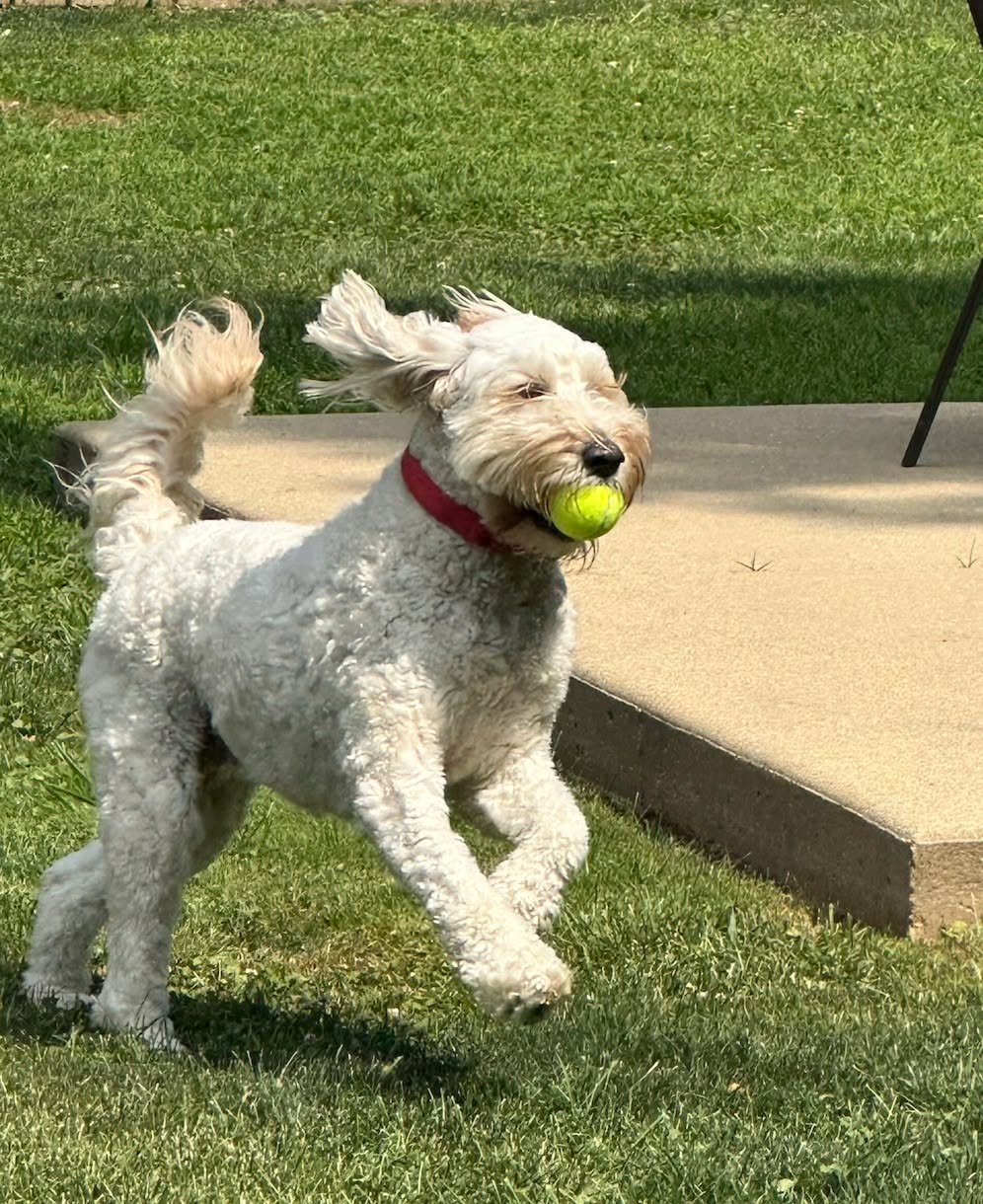 Behind every exceptional service dog is plenty of time to just be a dog. 🐾
Play isn't a break from routine training, it's part of it. Confidence, fitness, stress relief, and joy all help create a well-balanced service dog. Because even our hardest w