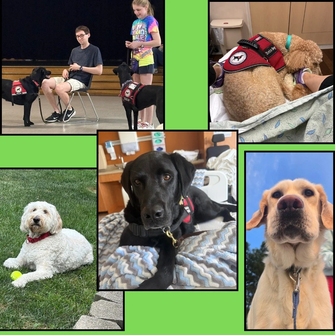 In honor of #InternationalAssistanceDogWeek, we're celebrating the incredible service dogs who change lives four paws at a time. 🐾 Their unwavering dedication empowers their handlers to live more independent, confident, and fulfilling lives. Today, 