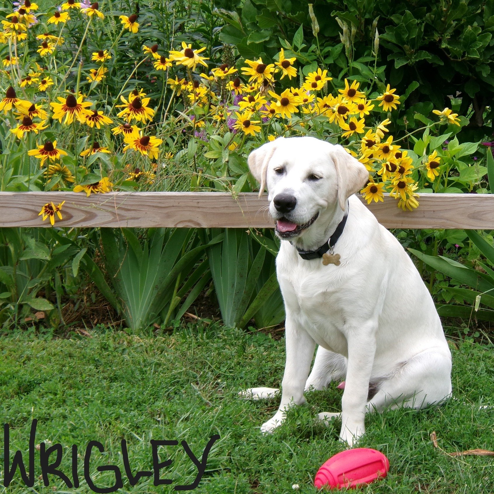 Update time 🚨
Wrigley and Roary are just over 7 months old and happy pups! They enjoy playtime, working with their trainers, and the beginning stages of task work. 🐾
A heartfelt thank you to the trainers in the Helping Paws Prison Program for your 