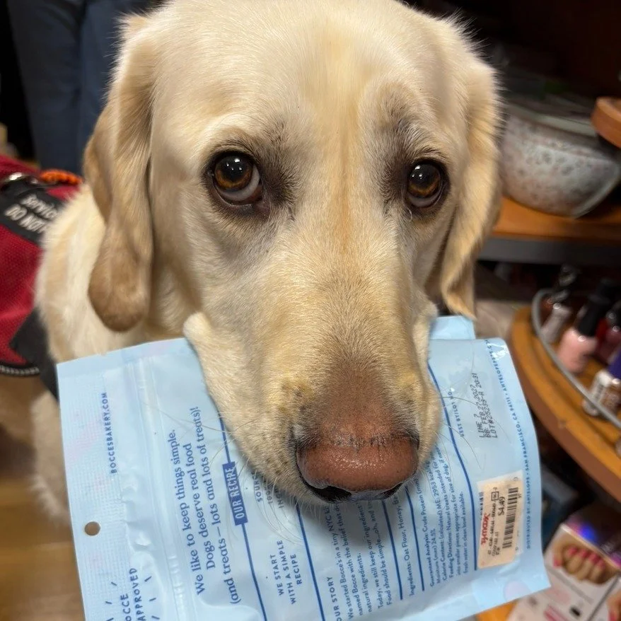 Did you know September is service dog awareness month? 🐕&zwj;🦺
We kick off this special month with a testimonial from one of our teams. 
.
"Maverick has completely changed my life, I have always been independent but he has made me more confide