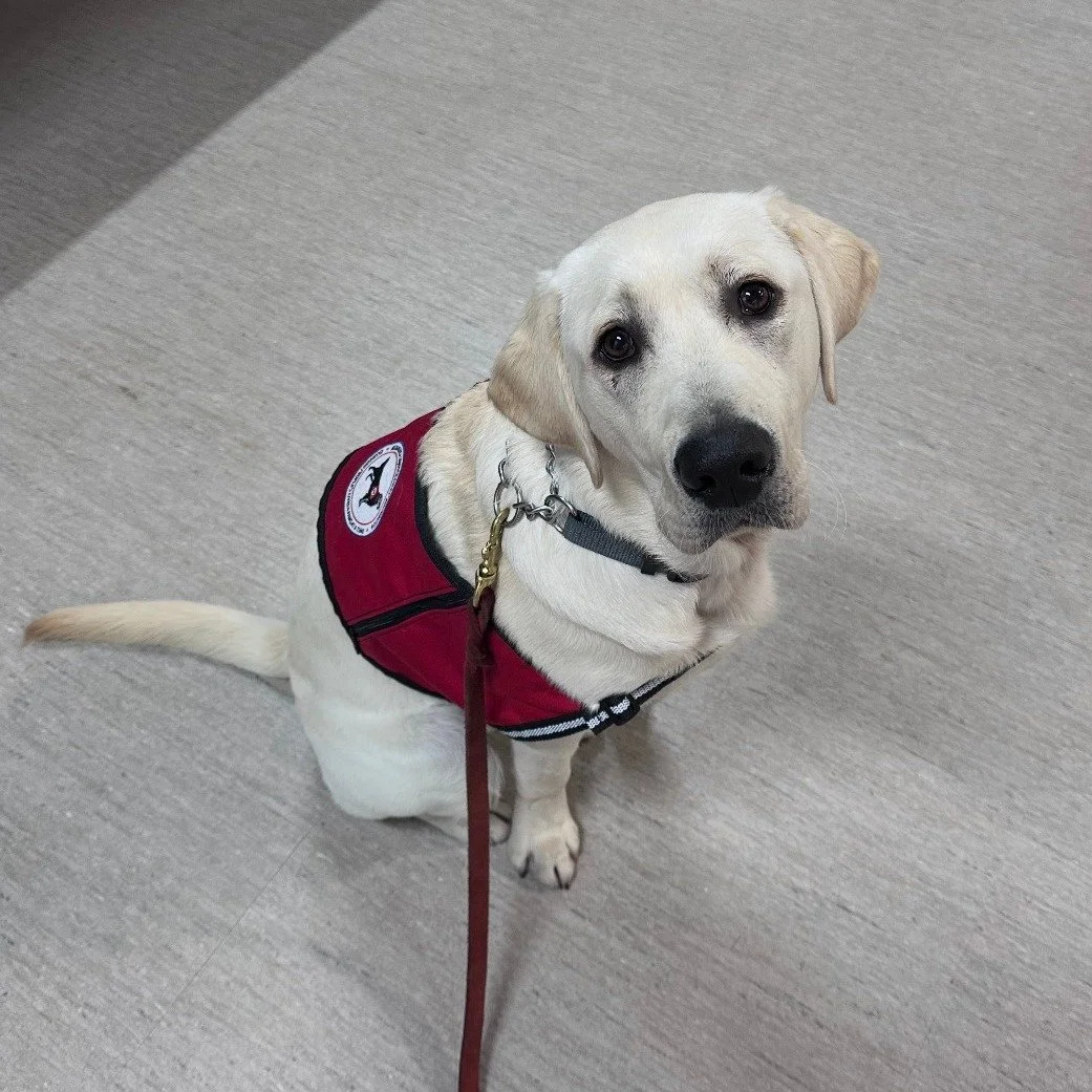 Why does a service dog wear a vest? 🐕&zwj;🦺
1. It identifies the dog as a working dog, not just a pet. 
2. Ideally, it's a visual cue to people that the dog is working and should not be distracted. People should respect the vest and not talk to or 