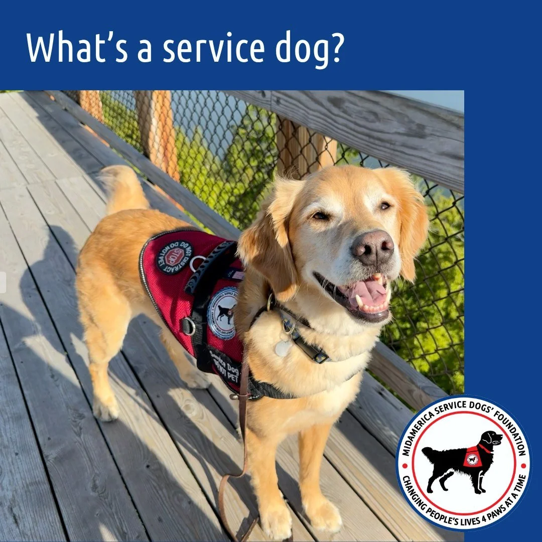 Recently, a recipient was asked by a group of travelers why her dog was in a vest. This large family of all ages had their very first encounter with a service dog! They wanted all the details about Winston, and couldn't fathom how a dog could be so c