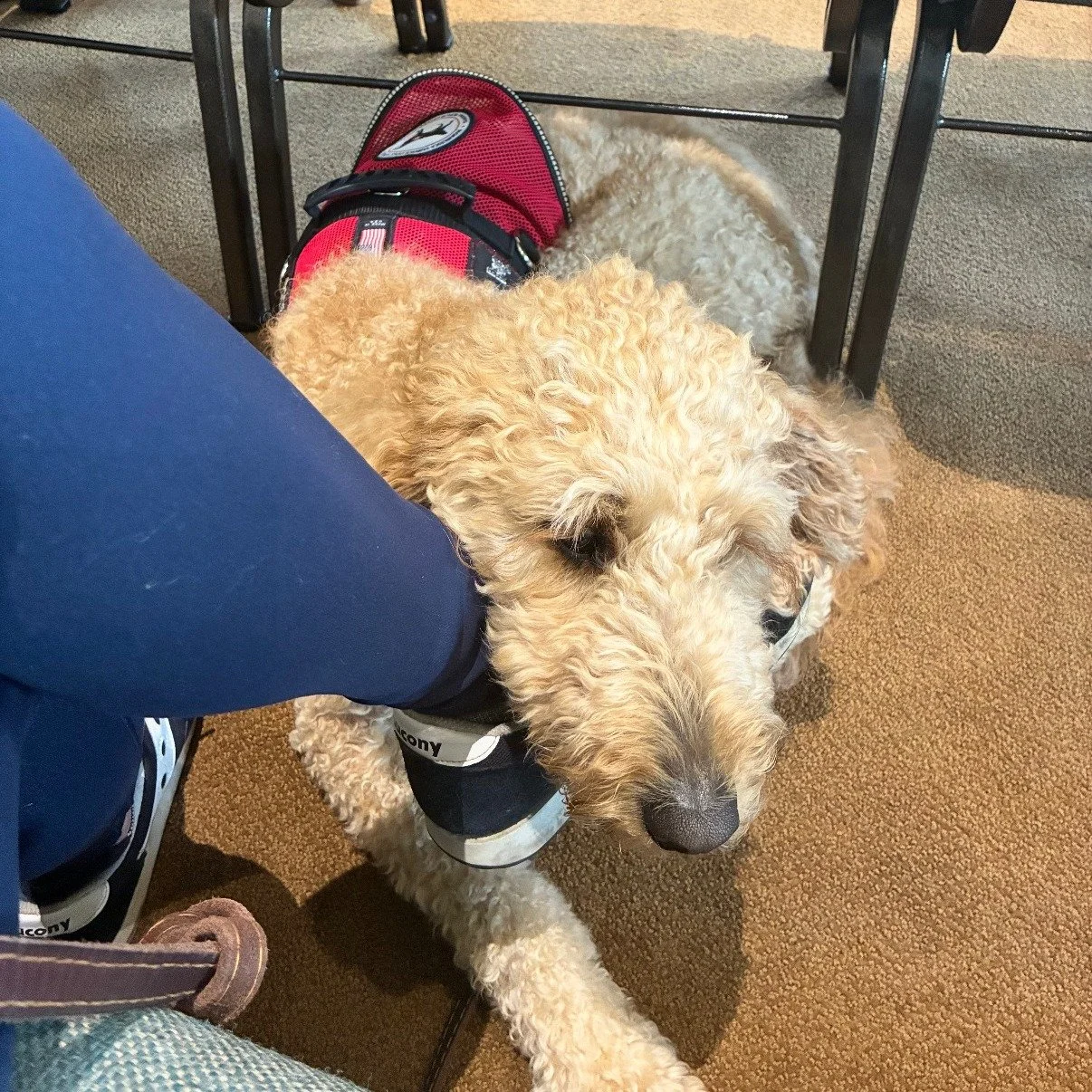 NBD, Hazel is providing a little extra TLC to her handler during church. Our dogs are trained in over 90 commands but when they've been with their person for a while, the dogs tend to learn exactly what their handler needs. While it looks like Hazel 