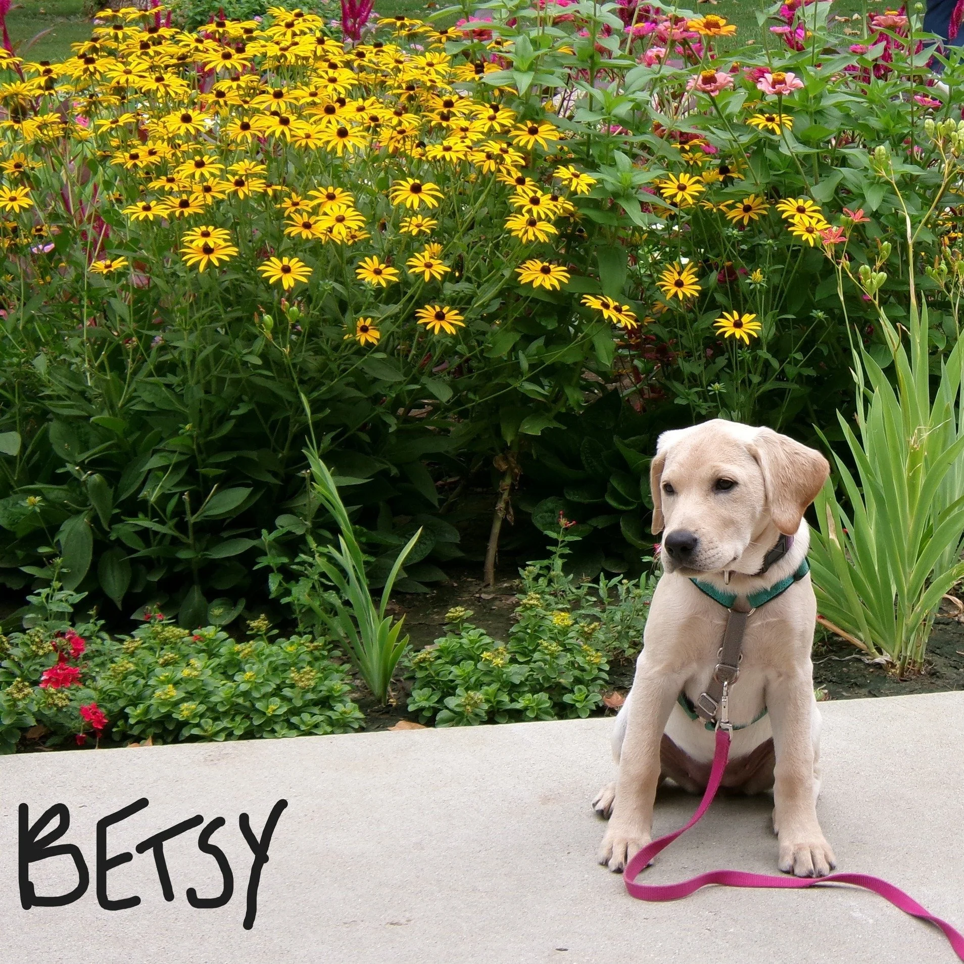 Updates 🐾
Betsy and Franklin are LOVING training! Since starting their journey at Helping Paws Prison Program in July, they're beginning to learn the basic of service dog tasks. They are cute, sweet and so inquisitive!
.
.
.
#midamericaservicedogs #