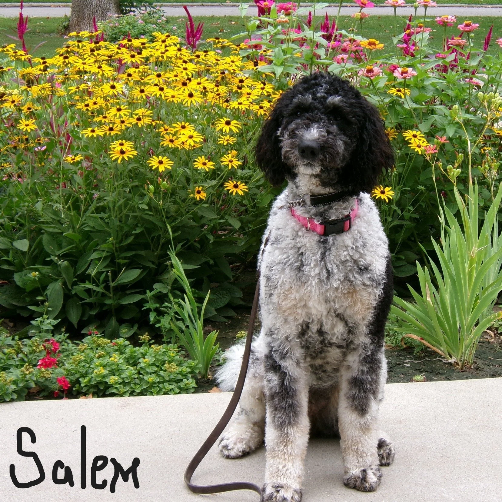Say hi to our rockstar service dogs in training, Sunny and Salem! 👋
Both are well into their training time with the Helping Paws Prison Program and will be amazing future service dogs.
Both Sunny and Salem love to work and learn new commands. We are
