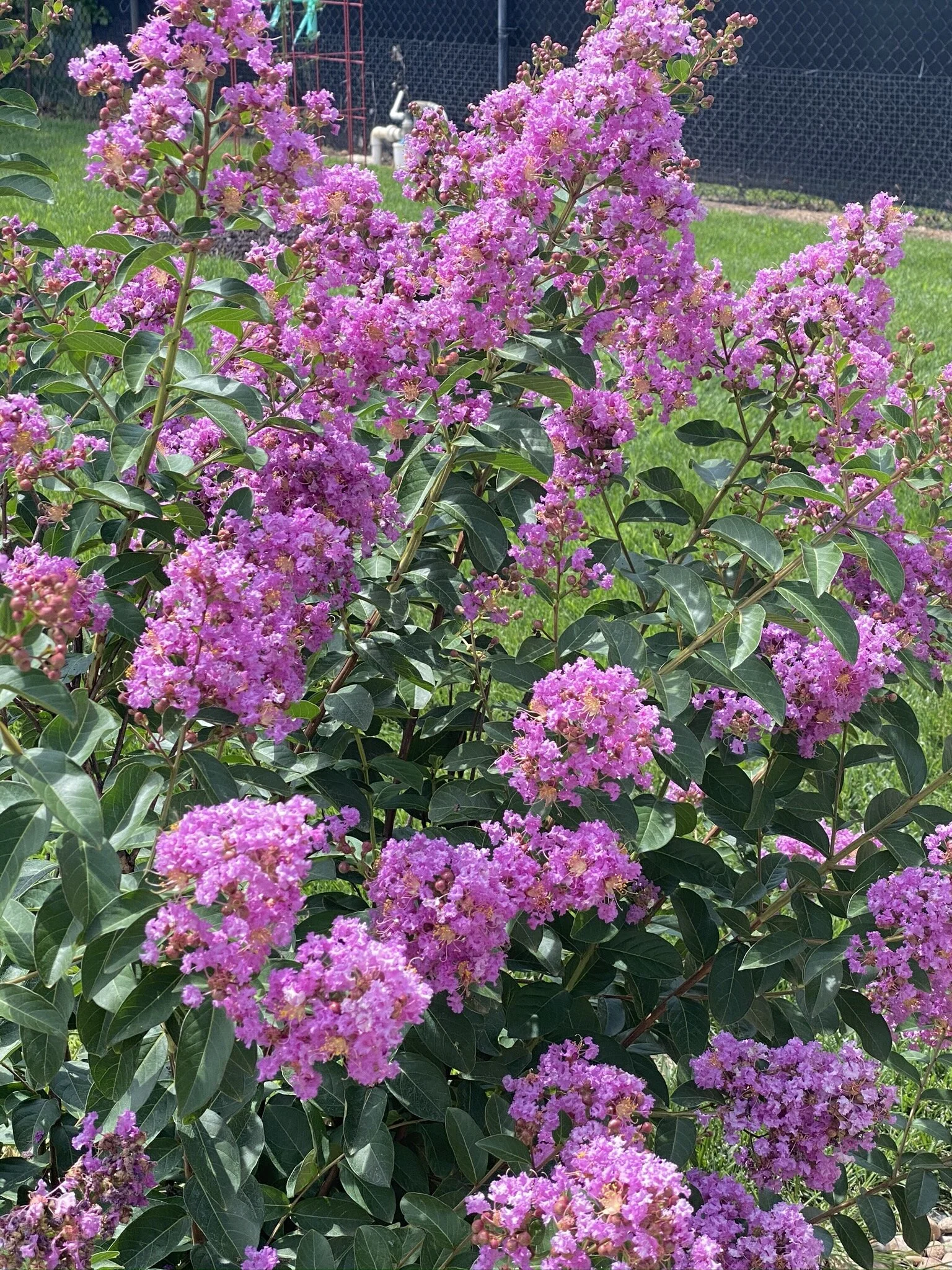 purple crepe myrtle.jpg