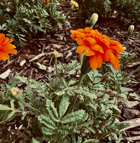 Filtered Flower