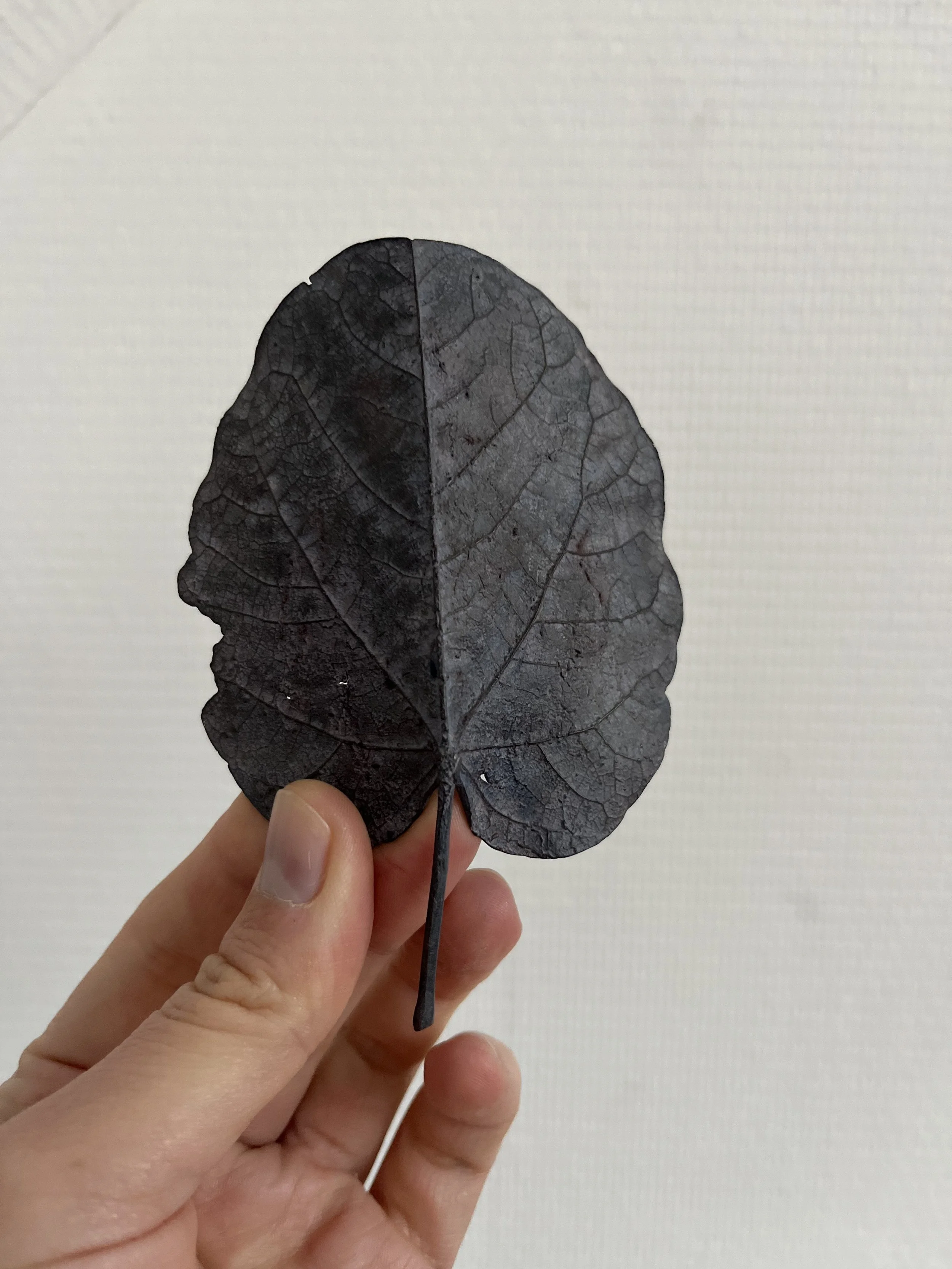 09_blue-leaf_judas_08.jpg
