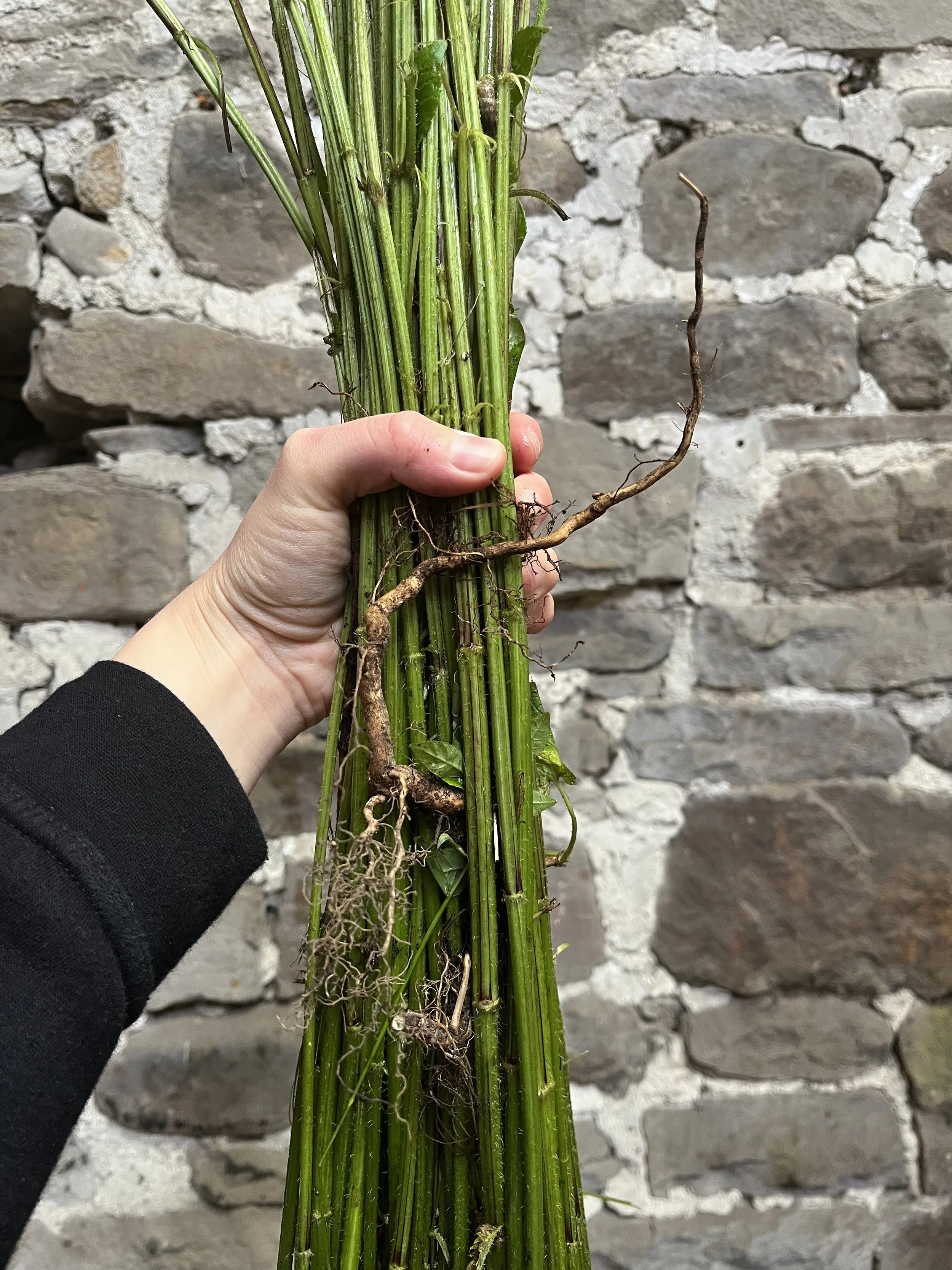 nettle_workshop_09.jpg (Copy)