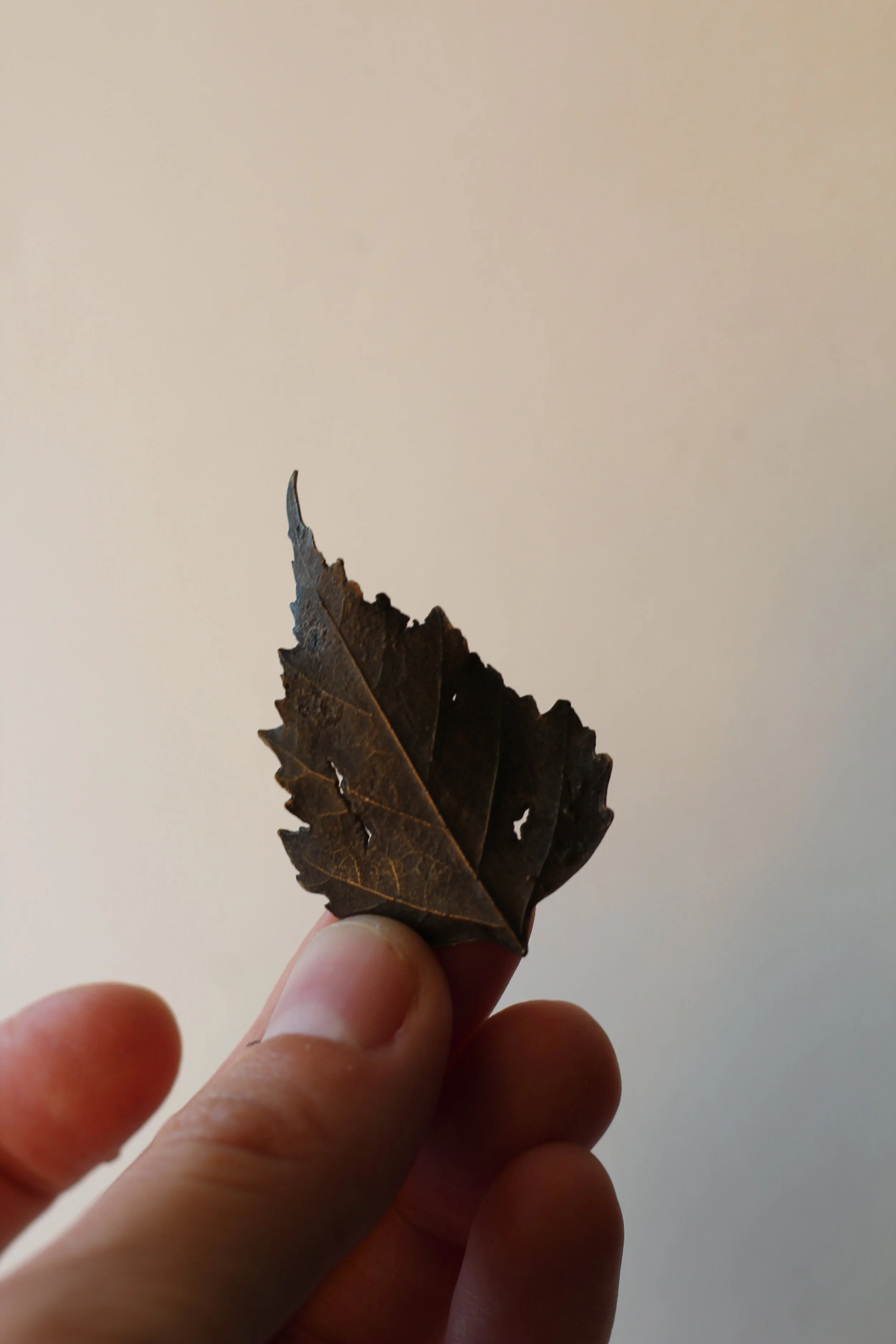 Birch Bronze Leaf VII