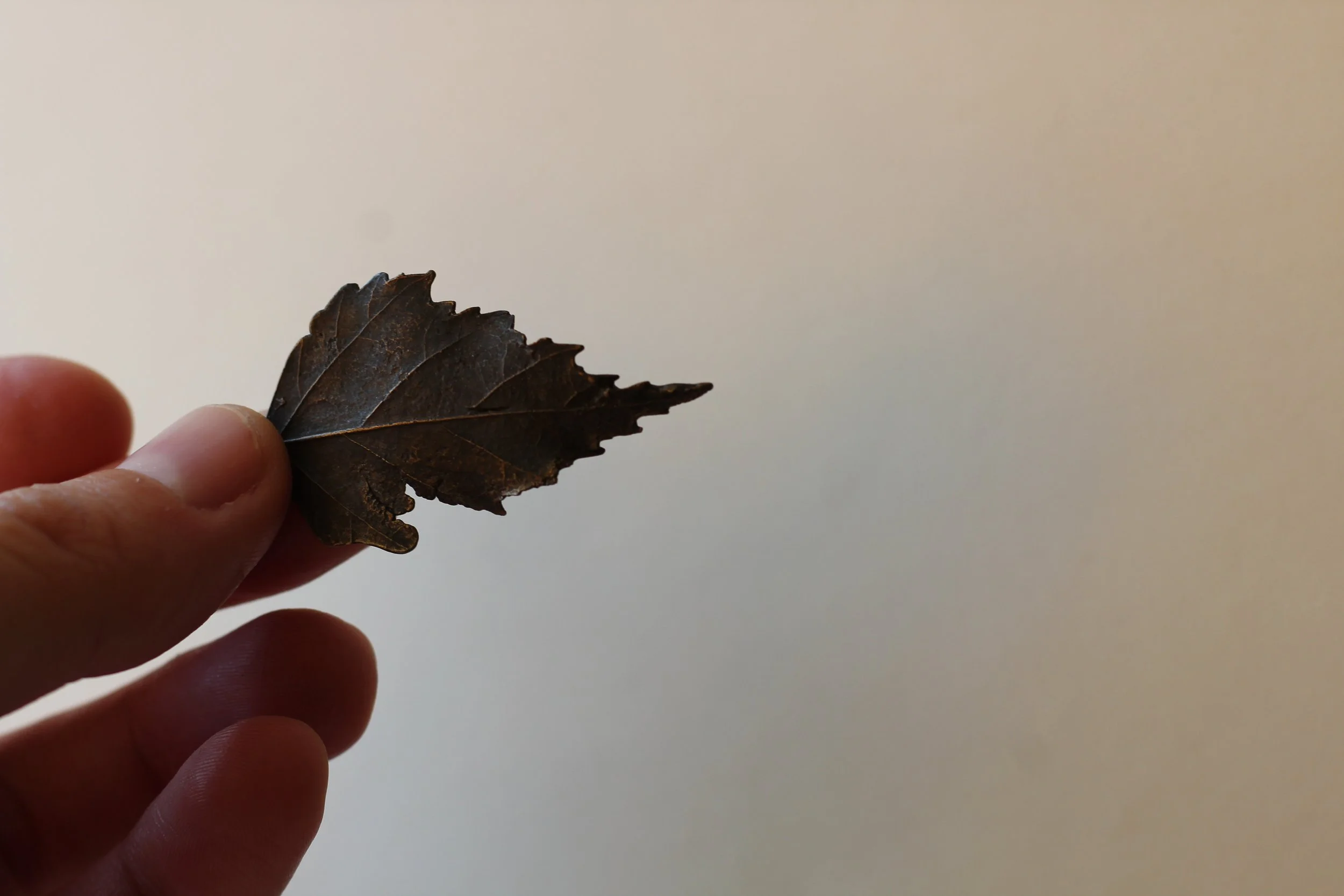 Birch Bronze Leaf VIII