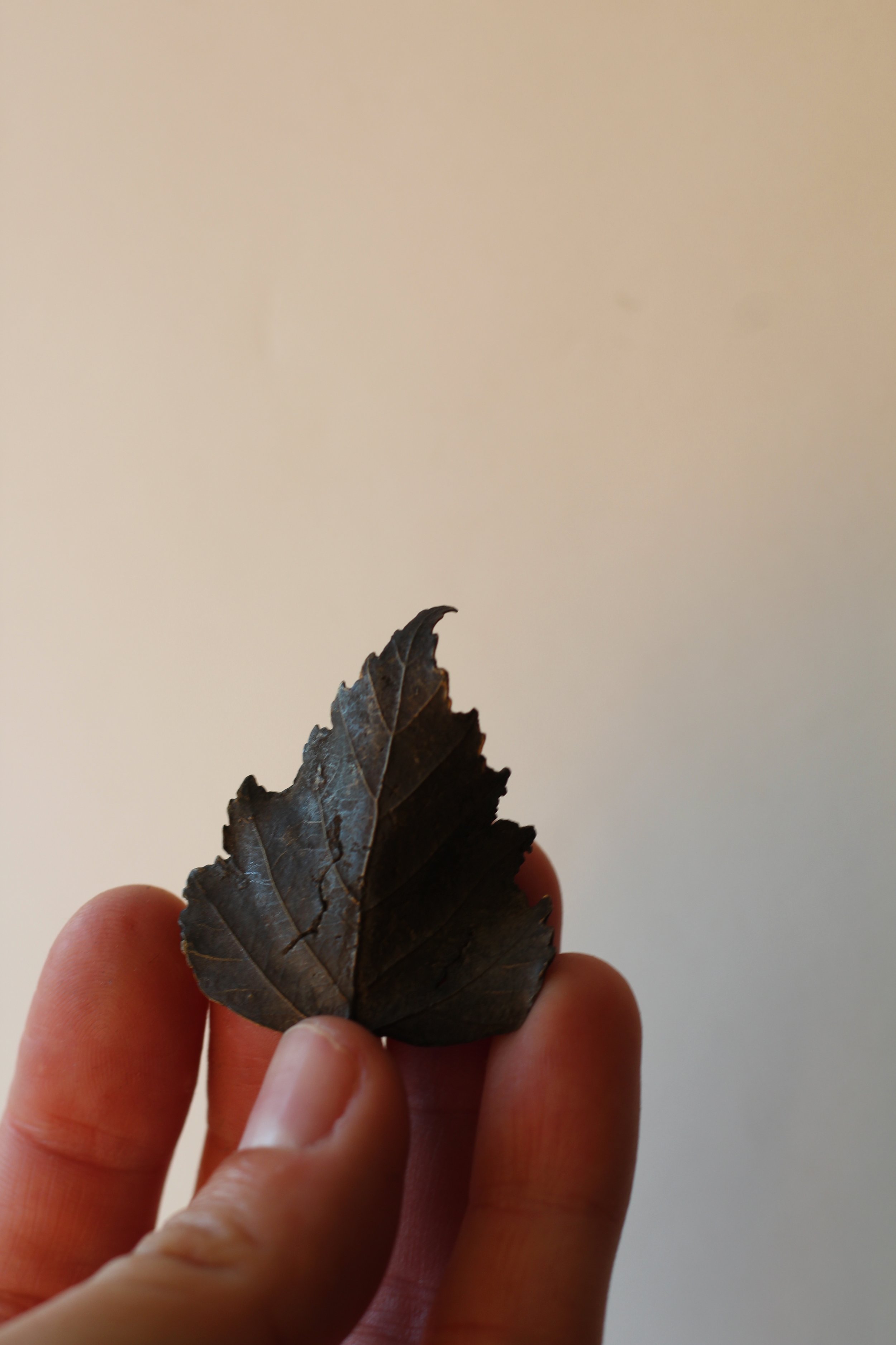 Birch Bronze Leaf XII
