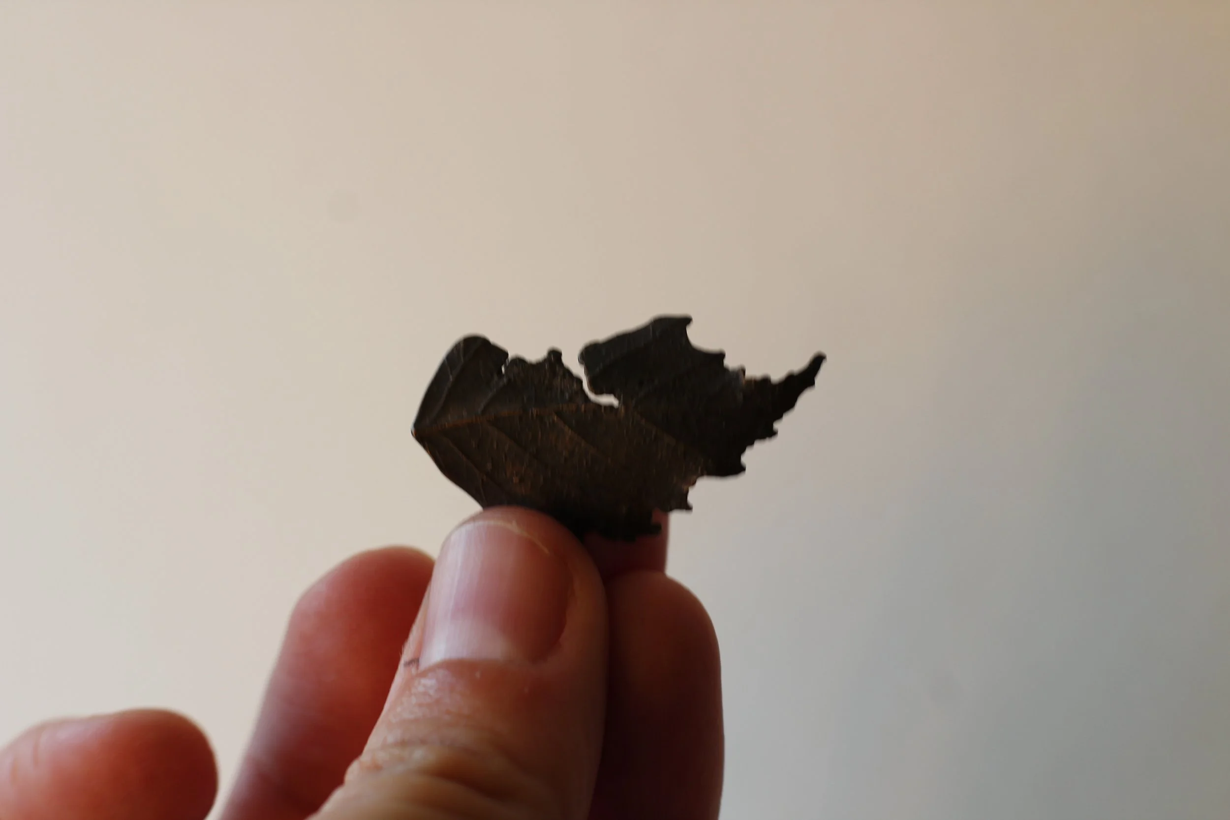 Birch Bronze Leaf XV