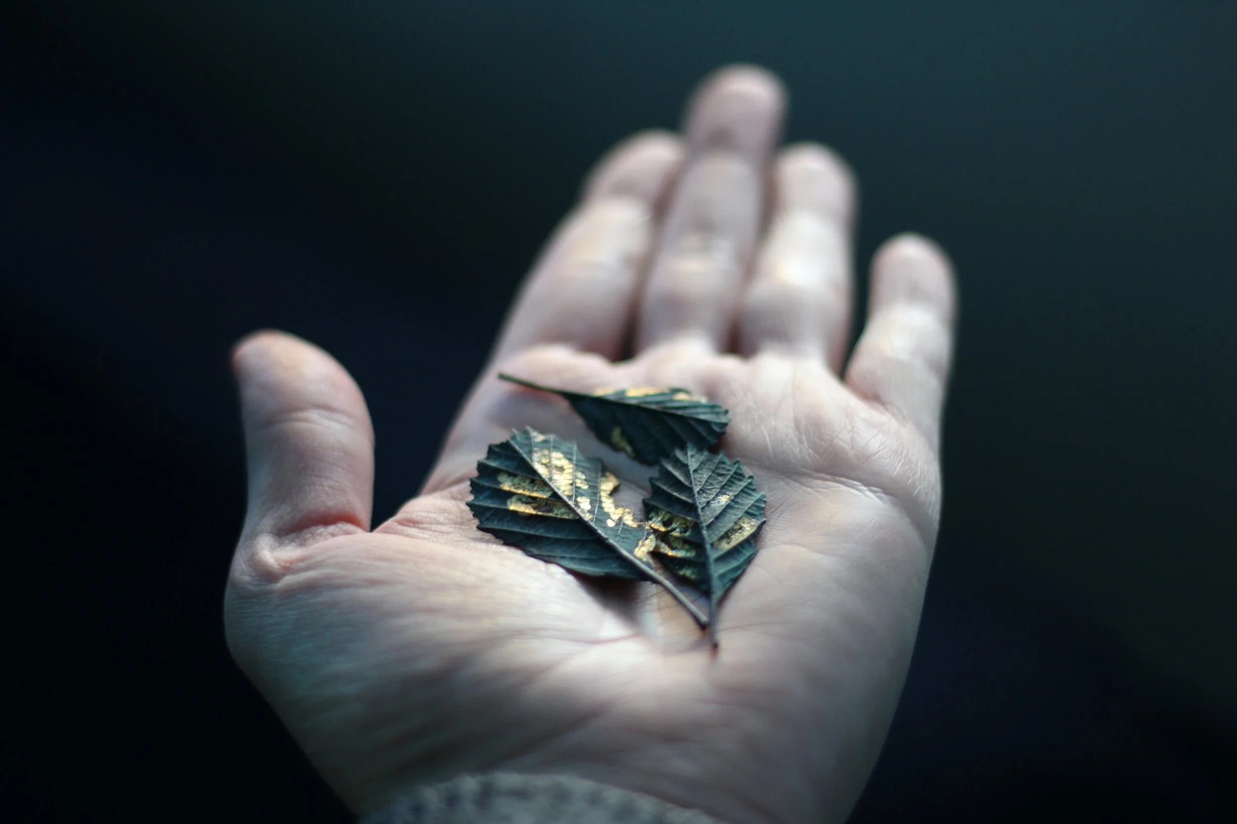 alder-bronze-gold-leaves_01.JPG