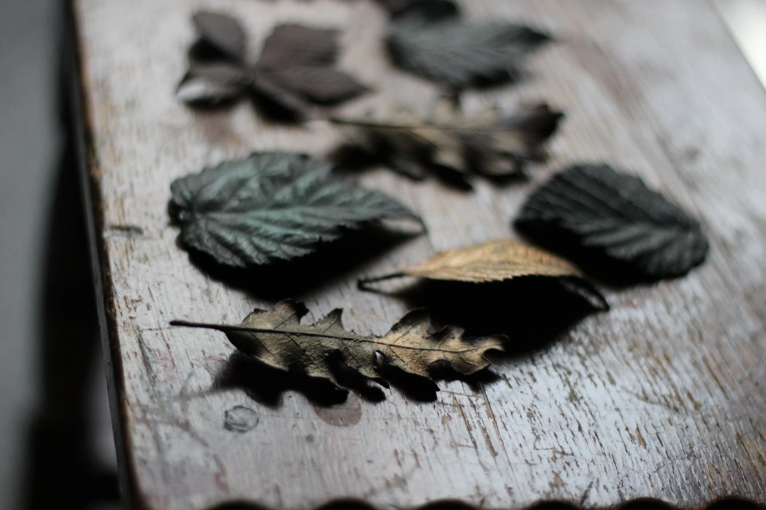 oak-bronze-leaf_01_01.JPG