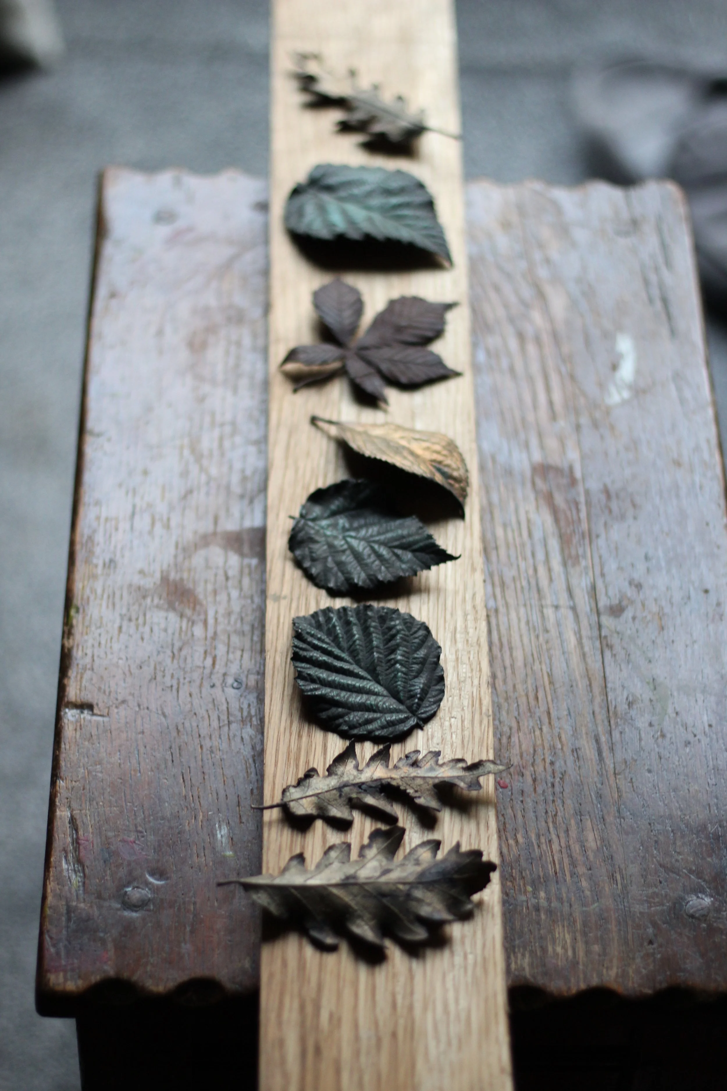 oak_bronze_leaves_05.JPG