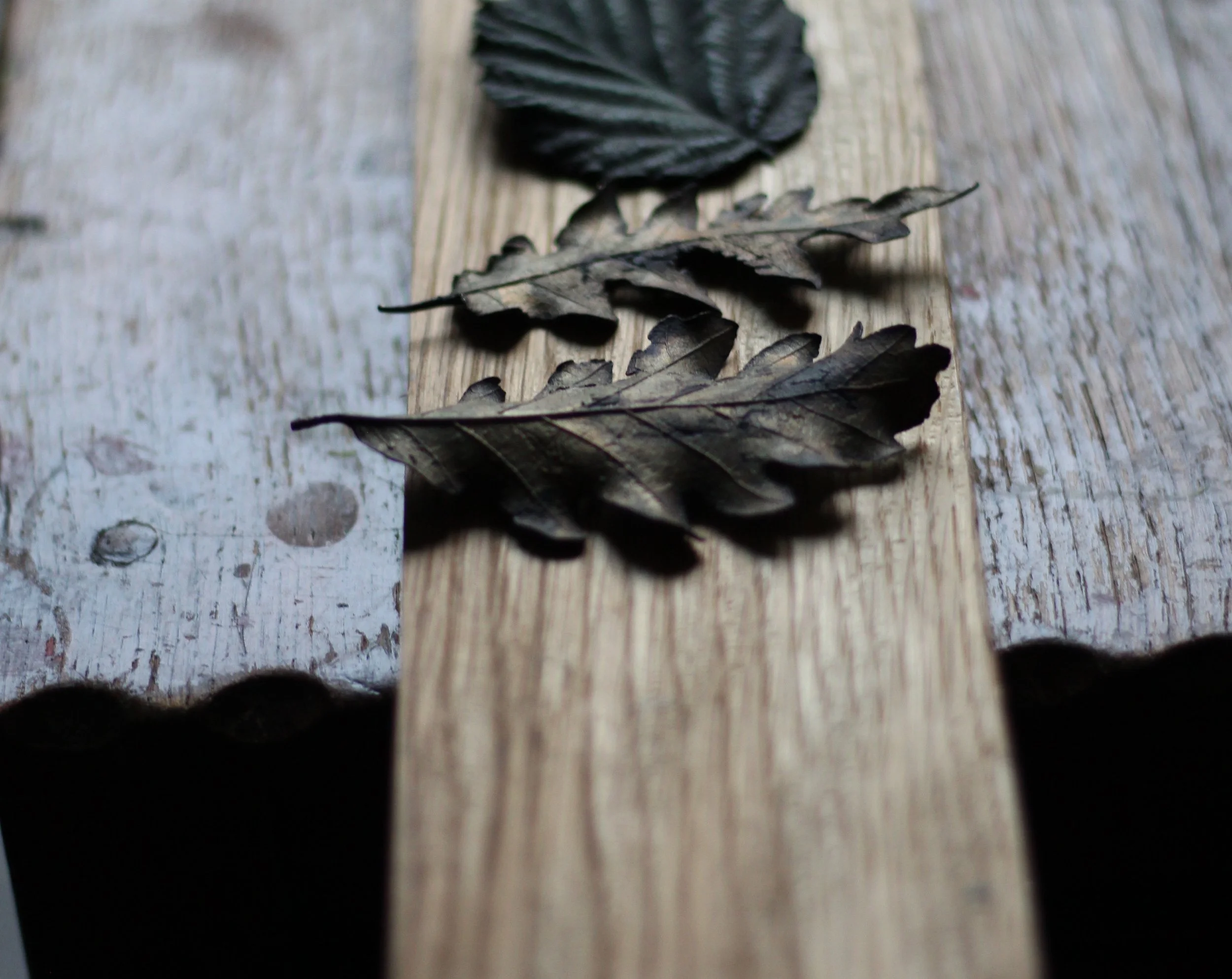 oak_bronze_leaves_07.JPG