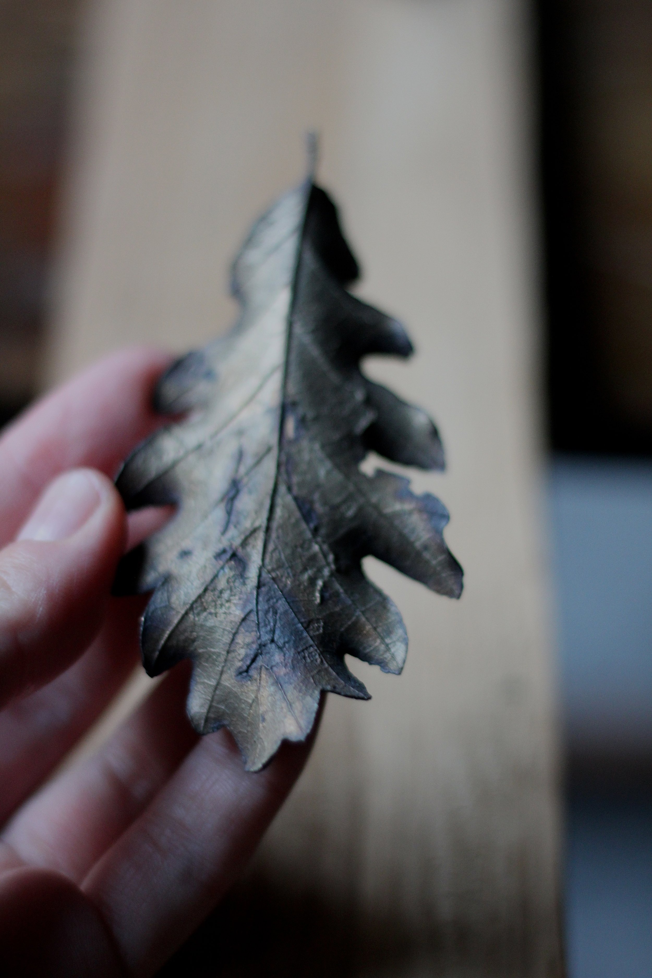 oak-bronze-leaf_02_04.JPG